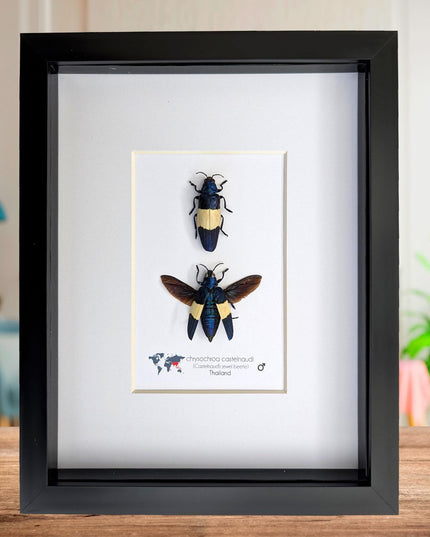 Framed castelnaud's jewel beetle pair, ethically sourced taxidermy (8x10" frame)