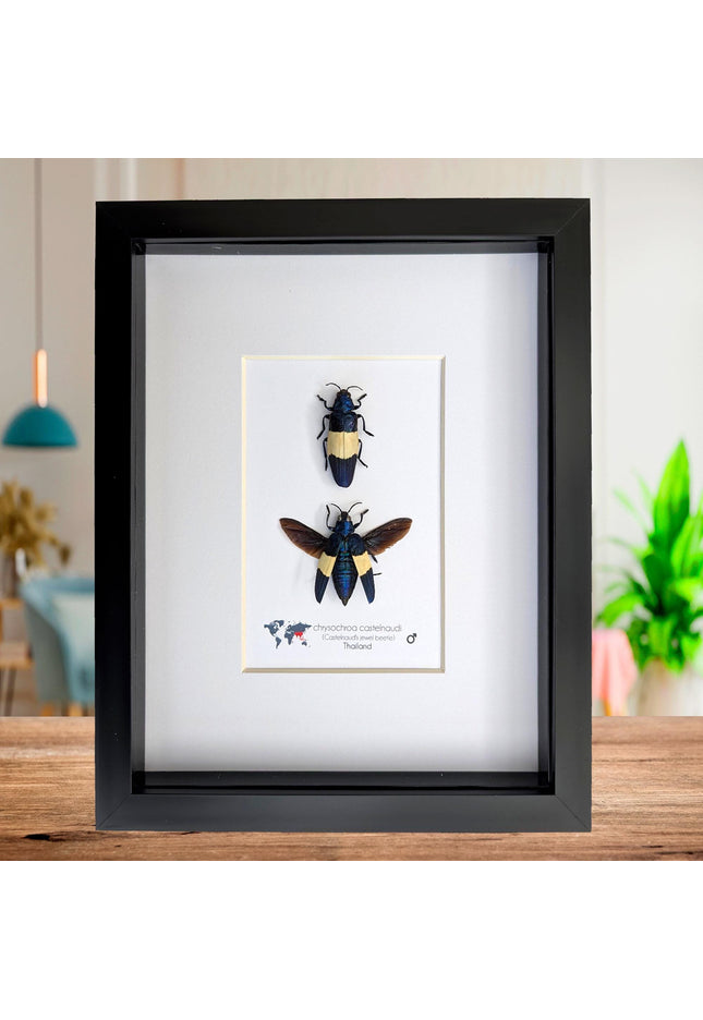 Framed castelnaud's jewel beetle pair, ethically sourced taxidermy (8x10" frame)