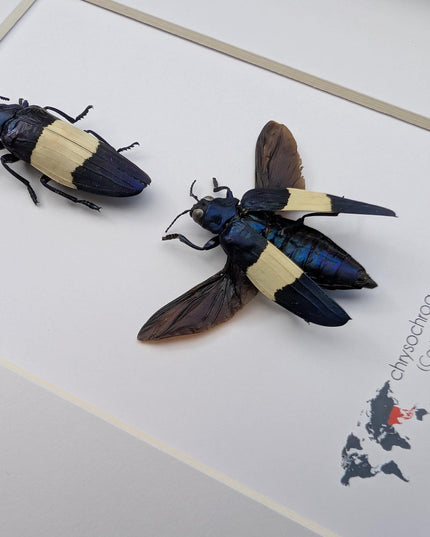 Framed castelnaud's jewel beetle pair, ethically sourced taxidermy (8x10" frame)