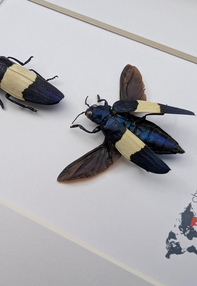 Framed castelnaud's jewel beetle pair, ethically sourced taxidermy (8x10" frame)