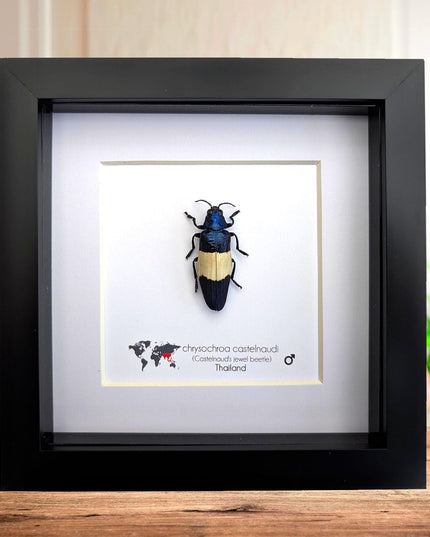 Chrysochroa castelnaudi, castelnaud’s jewel beetle, ethically sourced, taxidermy, entomology gift, bug collection, frame 6"x6"