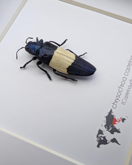 Chrysochroa castelnaudi, castelnaud’s jewel beetle, ethically sourced, taxidermy, entomology gift, bug collection, frame 6"x6"