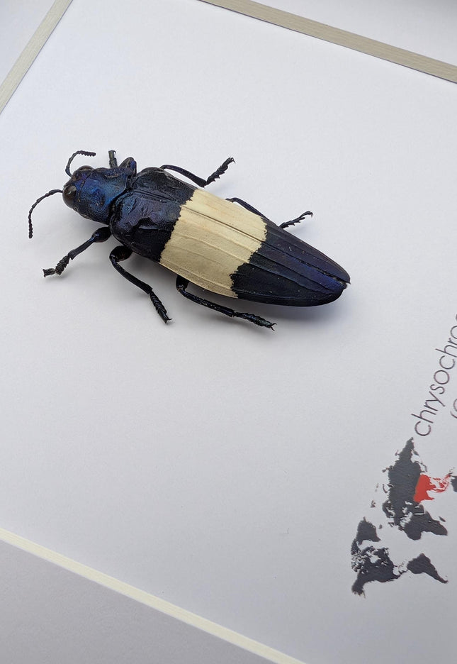 Chrysochroa castelnaudi, castelnaud’s jewel beetle, ethically sourced, taxidermy, entomology gift, bug collection, frame 6"x6"