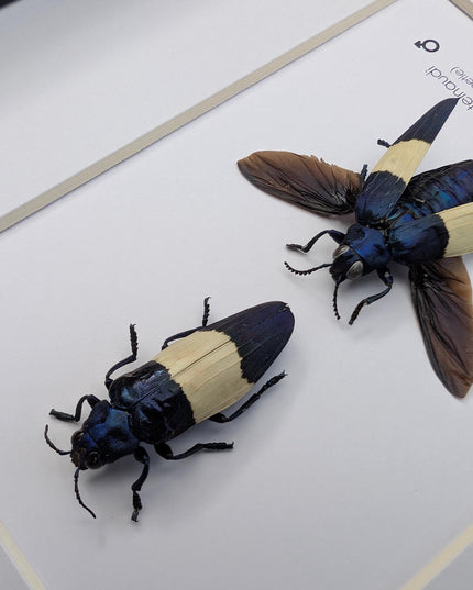 Framed castelnaud's jewel beetle pair, ethically sourced taxidermy (8x10" frame)