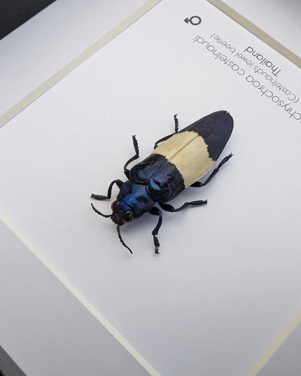Chrysochroa castelnaudi, castelnaud’s jewel beetle, ethically sourced, taxidermy, entomology gift, bug collection, frame 6"x6"