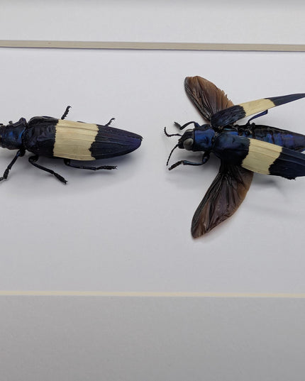 Framed castelnaud's jewel beetle pair, ethically sourced taxidermy (8x10" frame)
