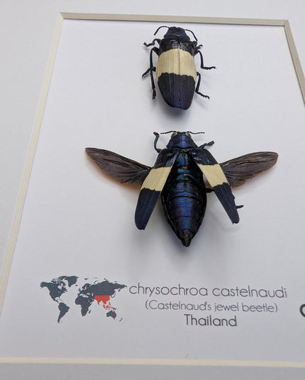 Framed castelnaud's jewel beetle pair, ethically sourced taxidermy (8x10" frame)