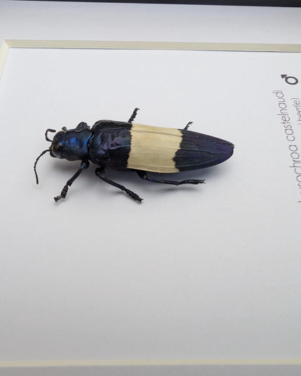 Chrysochroa castelnaudi, castelnaud’s jewel beetle, ethically sourced, taxidermy, entomology gift, bug collection, frame 6"x6"