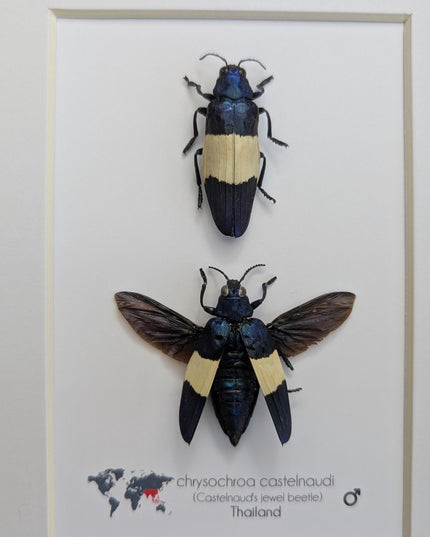 Framed castelnaud's jewel beetle pair, ethically sourced taxidermy (8x10" frame)