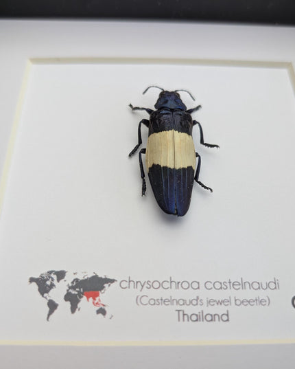 Chrysochroa castelnaudi, castelnaud’s jewel beetle, ethically sourced, taxidermy, entomology gift, bug collection, frame 6"x6"