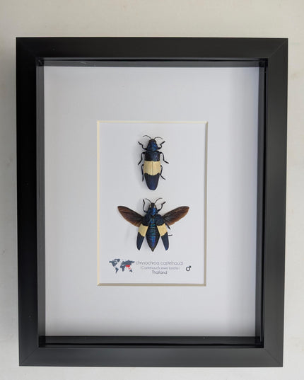 Framed castelnaud's jewel beetle pair, ethically sourced taxidermy (8x10" frame)