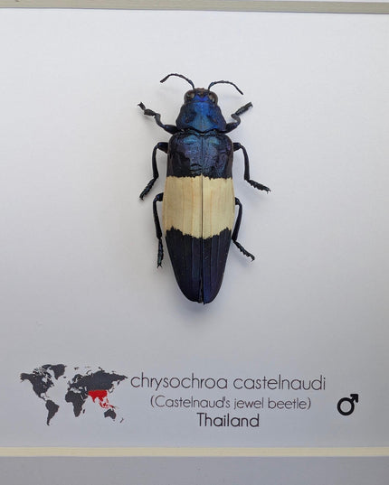 Chrysochroa castelnaudi, castelnaud’s jewel beetle, ethically sourced, taxidermy, entomology gift, bug collection, frame 6"x6"