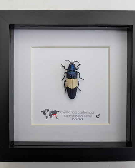 Chrysochroa castelnaudi, castelnaud’s jewel beetle, ethically sourced, taxidermy, entomology gift, bug collection, frame 6"x6"