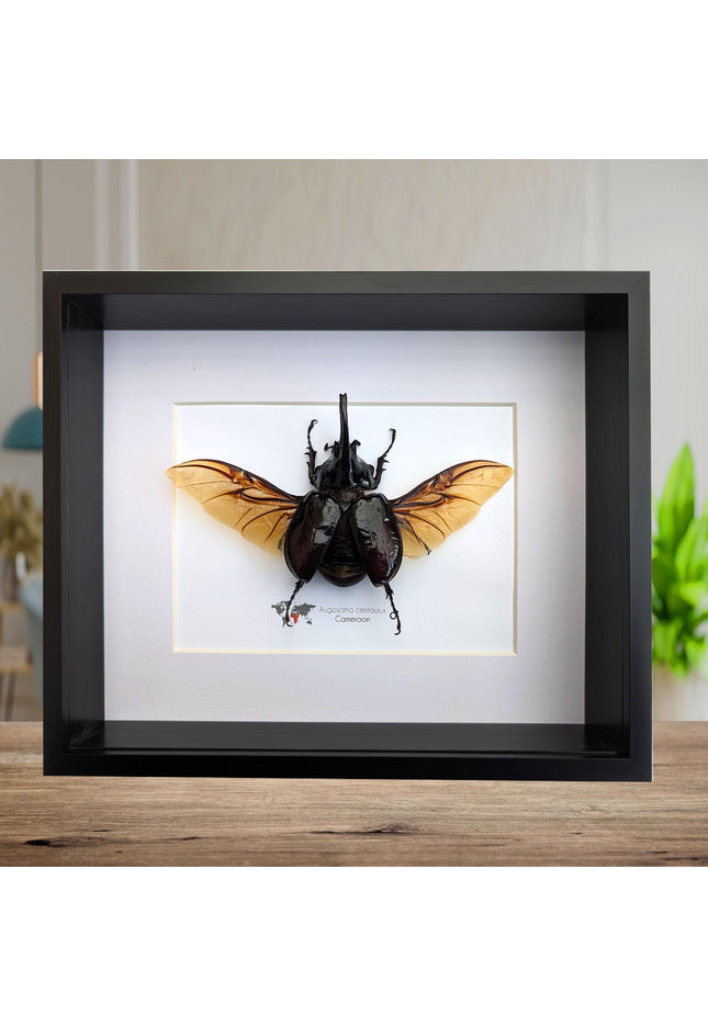 Framed Centaur Rhino Beetle Taxidermy, 10" X 8", Africa