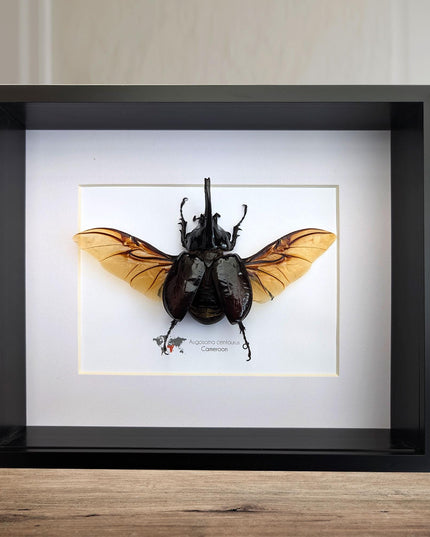 Framed Centaur Rhino Beetle Taxidermy, 10" X 8", Africa