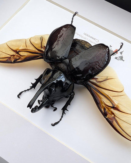 Framed Centaur Rhino Beetle Taxidermy, 10" X 8", Africa