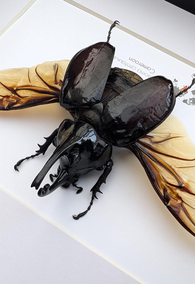 Framed Centaur Rhino Beetle Taxidermy, 10" X 8", Africa