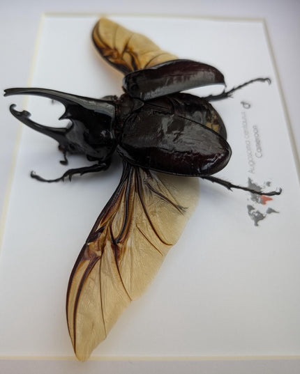 Framed Centaur Rhino Beetle Taxidermy, 10" X 8", Africa