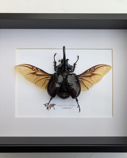 Framed Centaur Rhino Beetle Taxidermy, 10" X 8", Africa