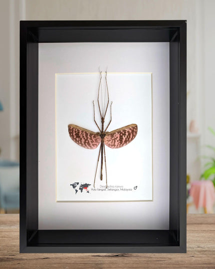 Diesbachia Tamyris Stick Insect Specimen, Framed Bug Taxidermy, Entomology Gift