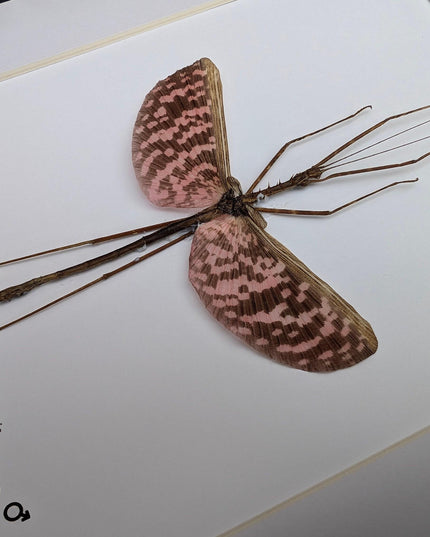Diesbachia Tamyris Stick Insect Specimen, Framed Bug Taxidermy, Entomology Gift