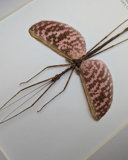 Diesbachia Tamyris Stick Insect Specimen, Framed Bug Taxidermy, Entomology Gift