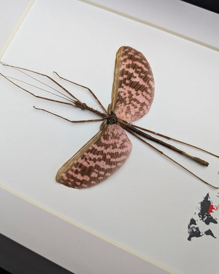 Diesbachia Tamyris Stick Insect Specimen, Framed Bug Taxidermy, Entomology Gift