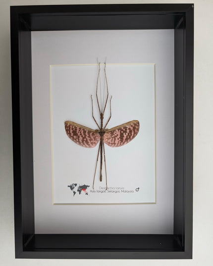Diesbachia Tamyris Stick Insect Specimen, Framed Bug Taxidermy, Entomology Gift