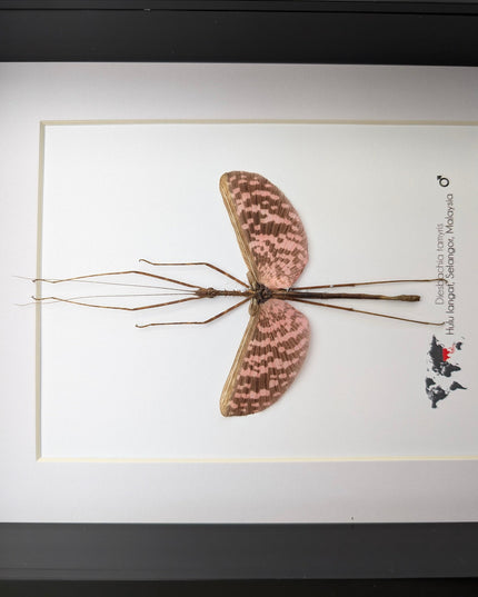 Diesbachia Tamyris Stick Insect Specimen, Framed Bug Taxidermy, Entomology Gift