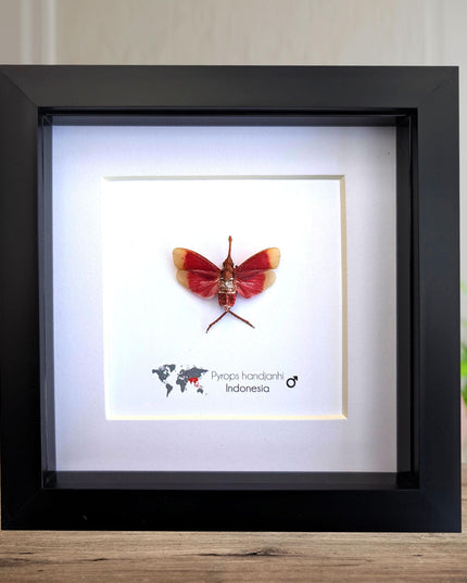 Framed blood-red lanternfly: pyrops handjanhi entomology display (6" x 6")