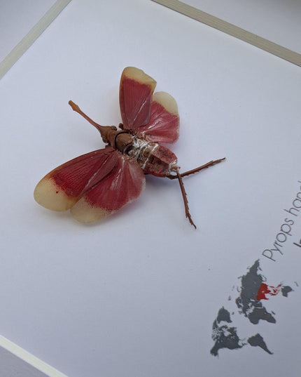 Framed blood-red lanternfly: pyrops handjanhi entomology display (6" x 6")