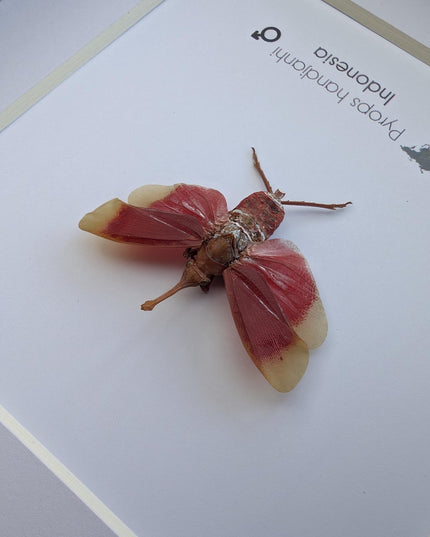 Framed blood-red lanternfly: pyrops handjanhi entomology display (6" x 6")