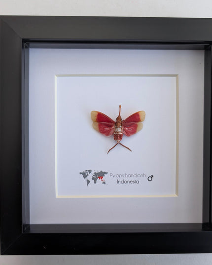 Framed blood-red lanternfly: pyrops handjanhi entomology display (6" x 6")