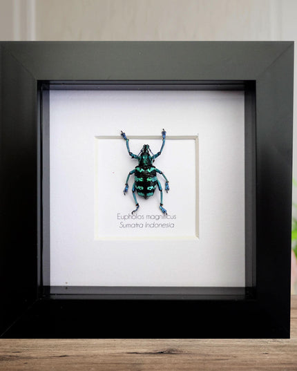 Eupholus magnificus,  blue weevil, taxidermy beetle, entomology present, beetle collection, nature art, natural history, ethically sourced