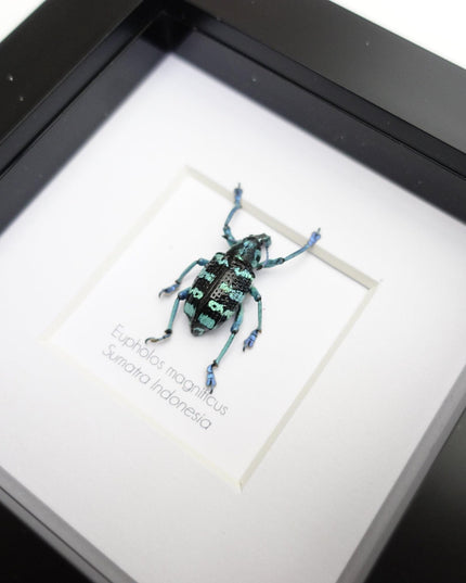 Eupholus magnificus,  blue weevil, taxidermy beetle, entomology present, beetle collection, nature art, natural history, ethically sourced