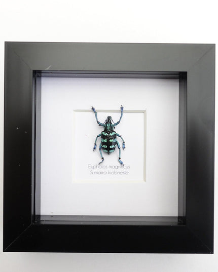 Eupholus magnificus,  blue weevil, taxidermy beetle, entomology present, beetle collection, nature art, natural history, ethically sourced