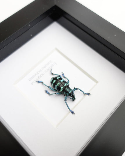 Eupholus magnificus,  blue weevil, taxidermy beetle, entomology present, beetle collection, nature art, natural history, ethically sourced