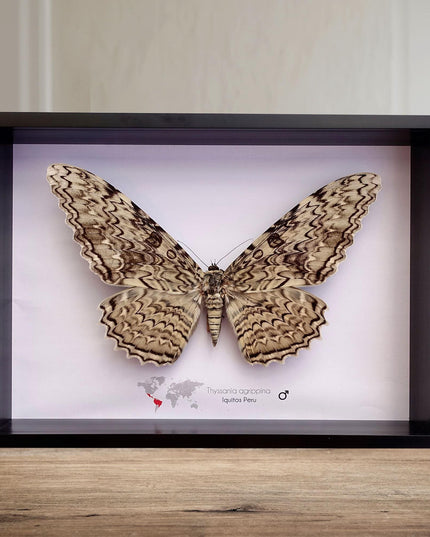 Framed thysania agrippina moth, white witch taxidermy, entomology wall decor