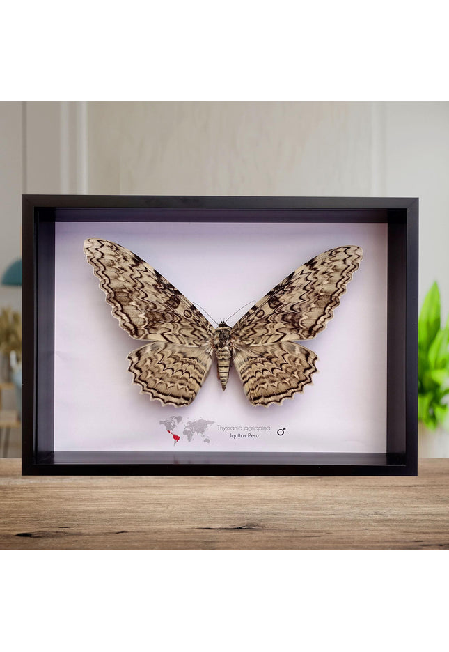Framed thysania agrippina moth, white witch taxidermy, entomology wall decor