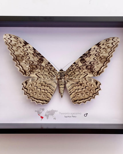 Framed thysania agrippina moth, white witch taxidermy, entomology wall decor