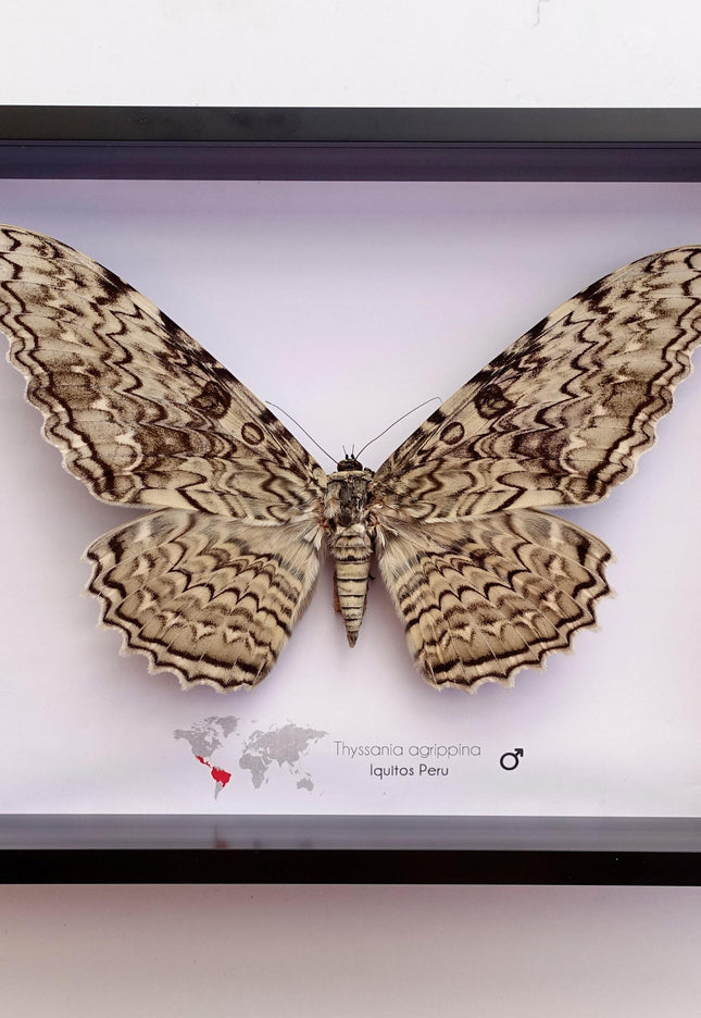 Framed thysania agrippina moth, white witch taxidermy, entomology wall decor