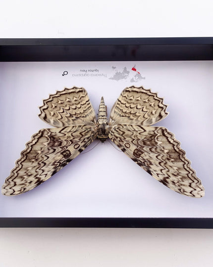 Framed thysania agrippina moth, white witch taxidermy, entomology wall decor