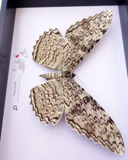 Framed thysania agrippina moth, white witch taxidermy, entomology wall decor