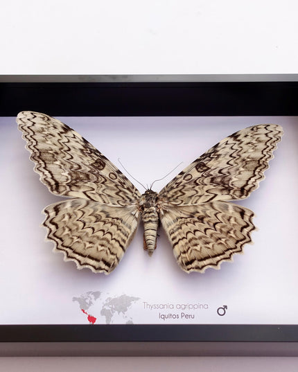 Framed thysania agrippina moth, white witch taxidermy, entomology wall decor