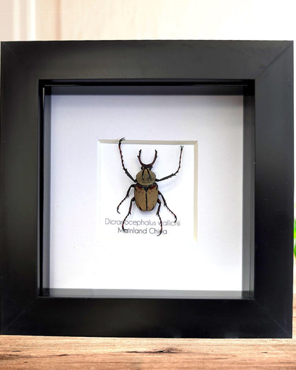 Framed antler horn beetle specimen: dicronocephalus wallichii entomology wall decor (4" x 4")