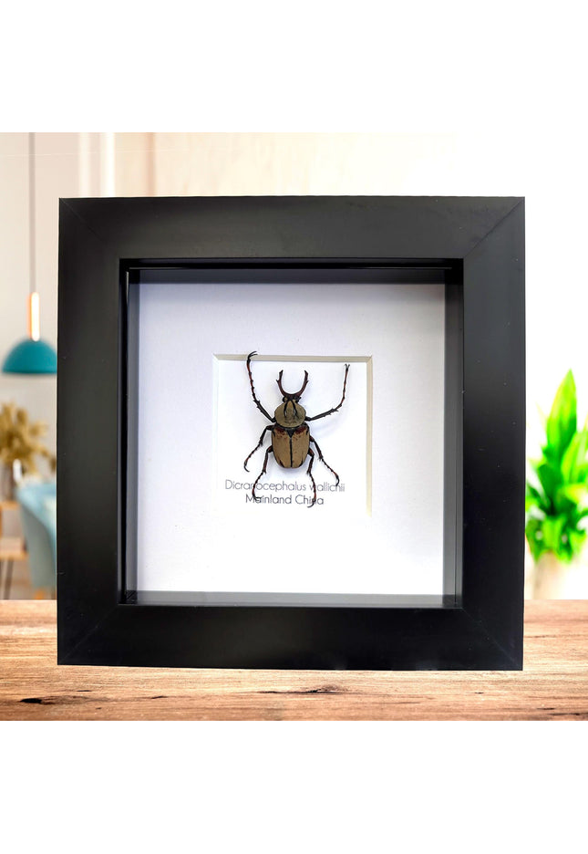Framed antler horn beetle specimen: dicronocephalus wallichii entomology wall decor (4" x 4")