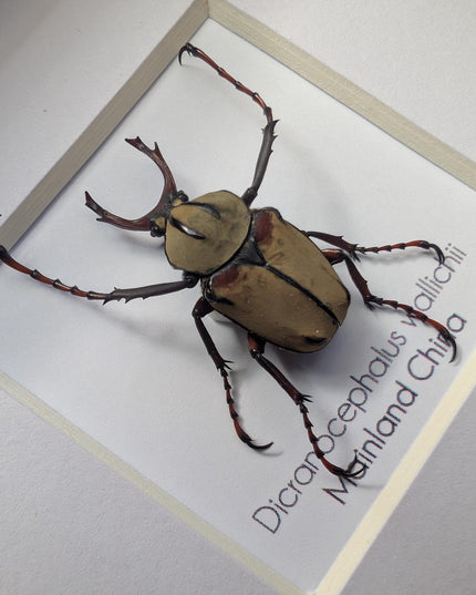 Framed antler horn beetle specimen: dicronocephalus wallichii entomology wall decor (4" x 4")