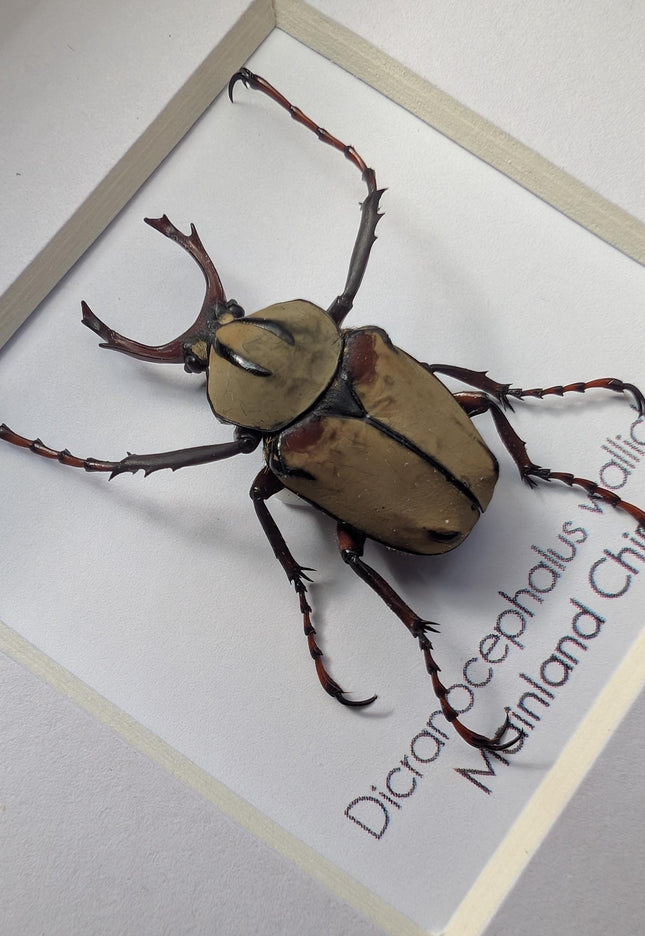 Framed antler horn beetle specimen: dicronocephalus wallichii entomology wall decor (4" x 4")
