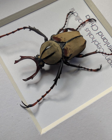 Framed antler horn beetle specimen: dicronocephalus wallichii entomology wall decor (4" x 4")