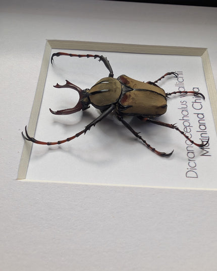 Framed antler horn beetle specimen: dicronocephalus wallichii entomology wall decor (4" x 4")
